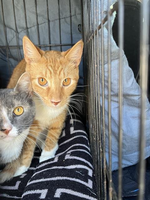 TARZAN - Domestic Short Hair available for adoption