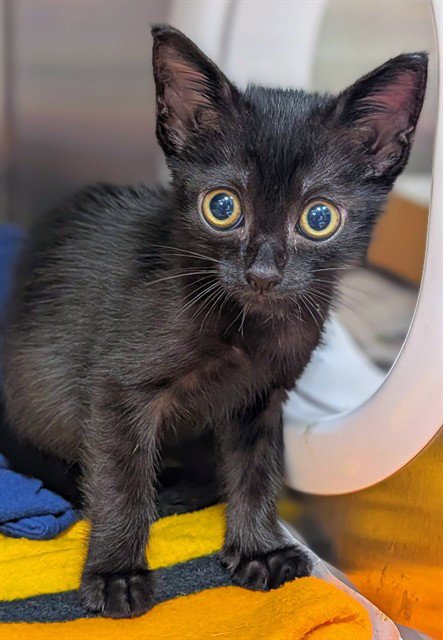 MISTY - Domestic Short Hair available for adoption