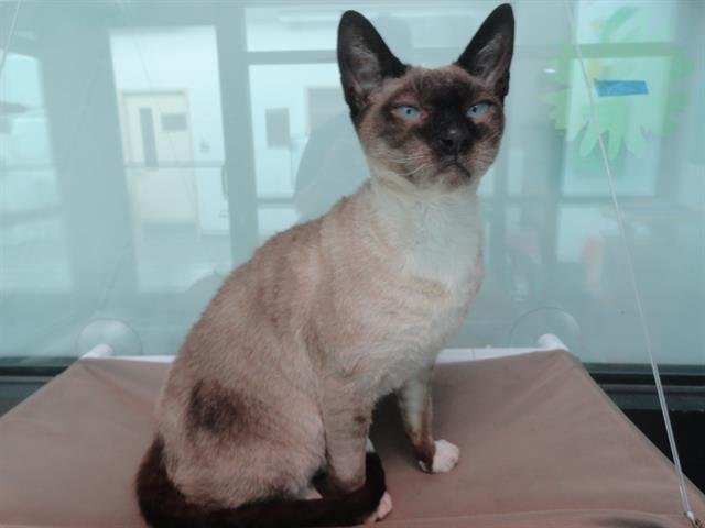 KEIKO - Siamese available for adoption