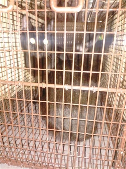 CASANDRA - Domestic Short Hair available for adoption