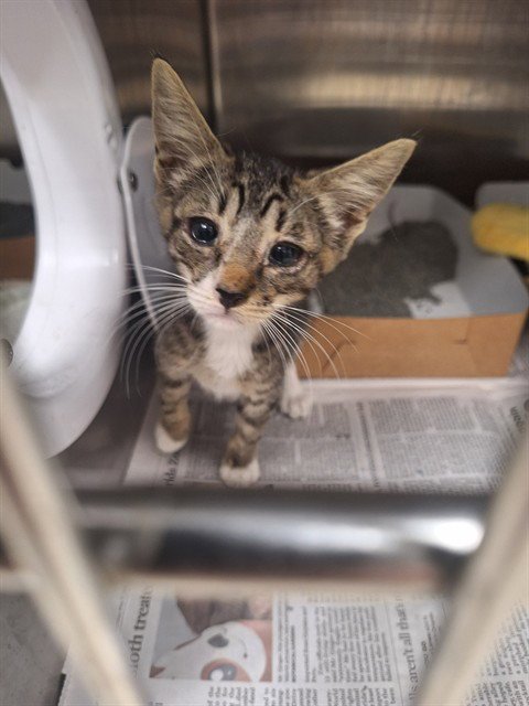 FAWN - Domestic Short Hair available for adoption
