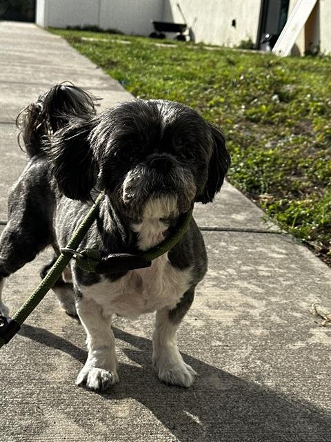 WAZOWSKI - Shih Tzu available for adoption