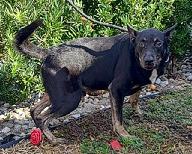 TEO - Australian Kelpie available for adoption