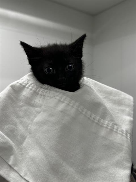 A2466430 - Domestic Short Hair available for adoption