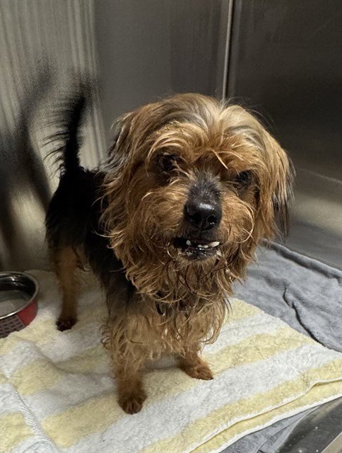 COREY - Yorkshire Terrier Yorkie available for adoption