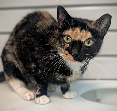 CUPCAKE - Domestic Short Hair available for adoption