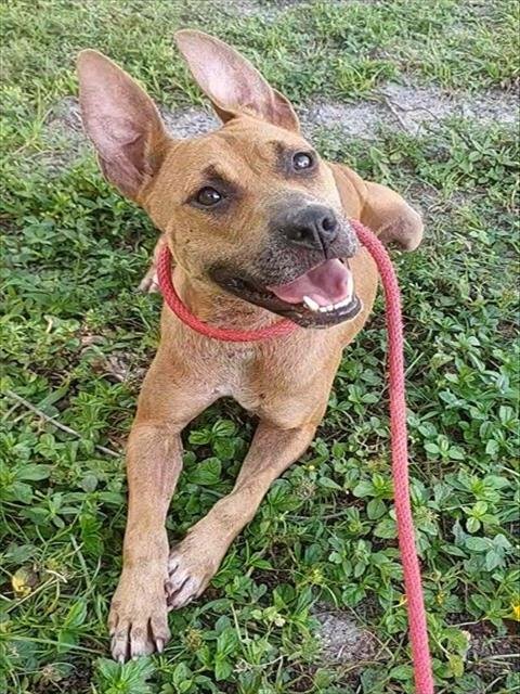 SALMA Image