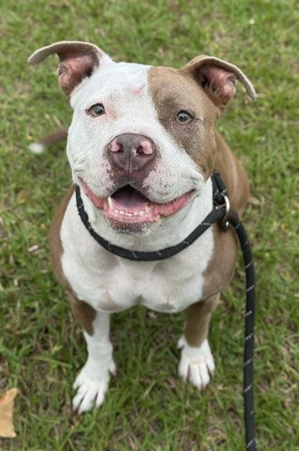 ROSA - Pit Bull Terrier available for adoption