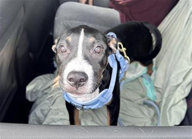 LONDON - American Staffordshire Terrier available for adoption