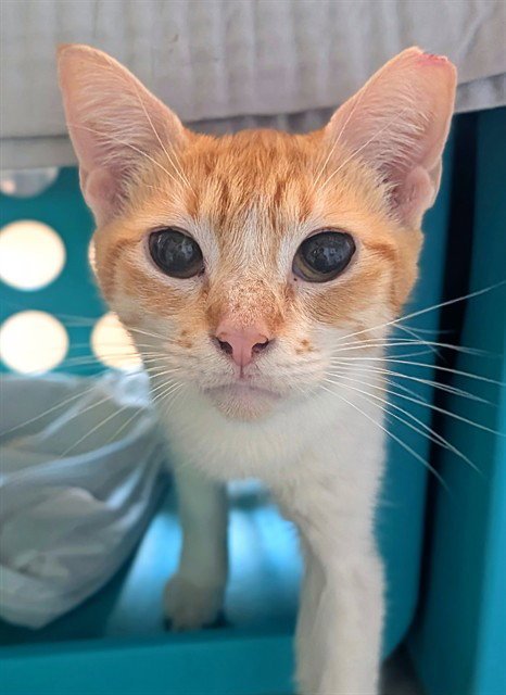 COUNT CROW - Domestic Short Hair available for adoption