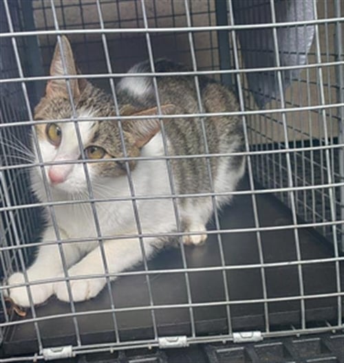 PRINCESS - Domestic Short Hair available for adoption