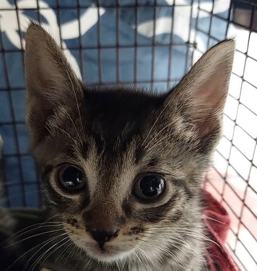 A2473331 - Domestic Short Hair available for adoption