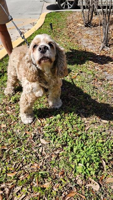 DEXTER - Cocker Spaniel available for adoption