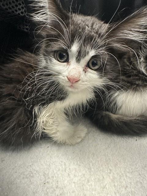 A2479396 - Domestic Medium Hair available for adoption