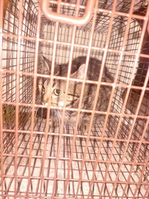 SHANNON - Domestic Short Hair available for adoption