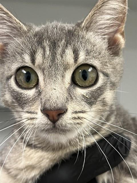 BIRDIE - Domestic Short Hair available for adoption