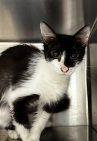 TUNA - Photo 1