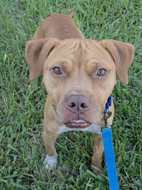 *CHUCKLES - Pit Bull Terrier available for adoption