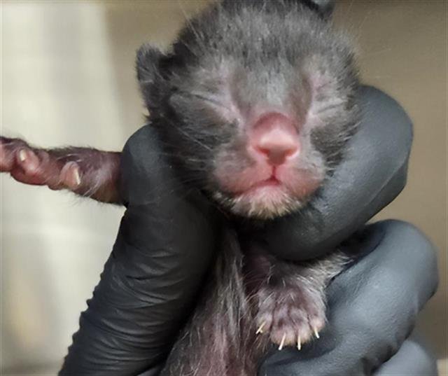 PINTO - Domestic Short Hair available for adoption