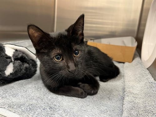 A2478838 - Domestic Short Hair available for adoption