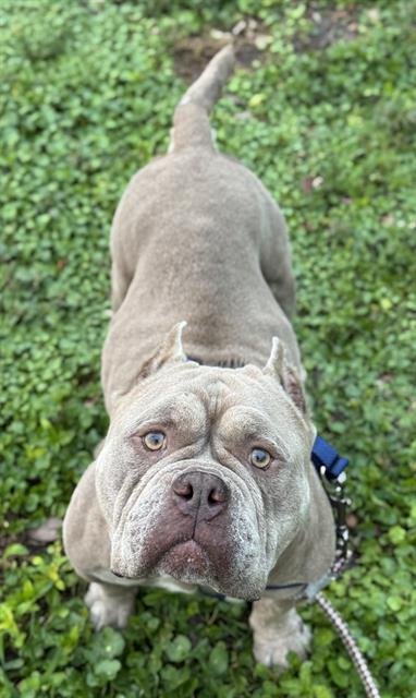 GANJAHH - Bulldog available for adoption