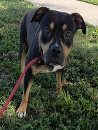 MONTY - Photo 1