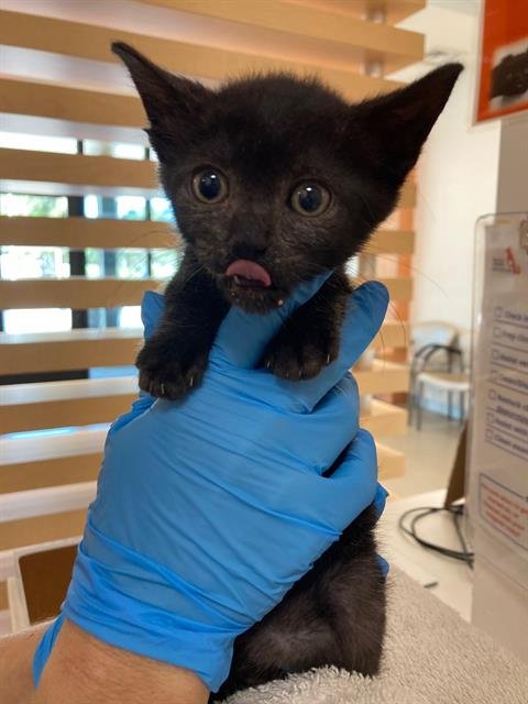 THIMBLINA - Domestic Short Hair available for adoption