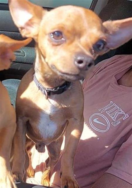 BRONNY - Chihuahua available for adoption