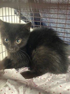 NACHT - Domestic Short Hair available for adoption