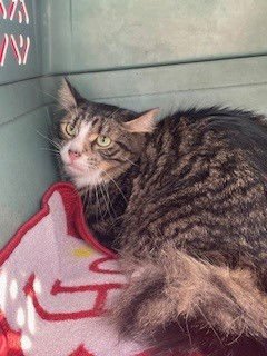 FLUFFY - Domestic Medium Hair available for adoption