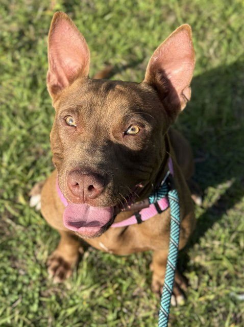 MITCH - American Staffordshire Terrier available for adoption