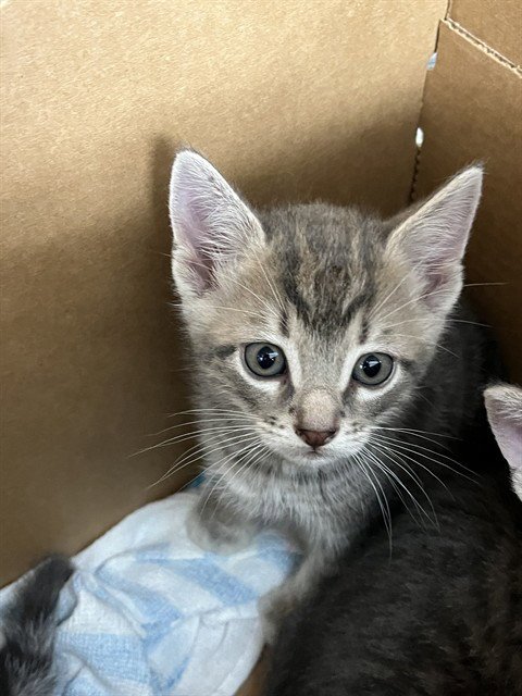 A2476315 - Domestic Short Hair available for adoption