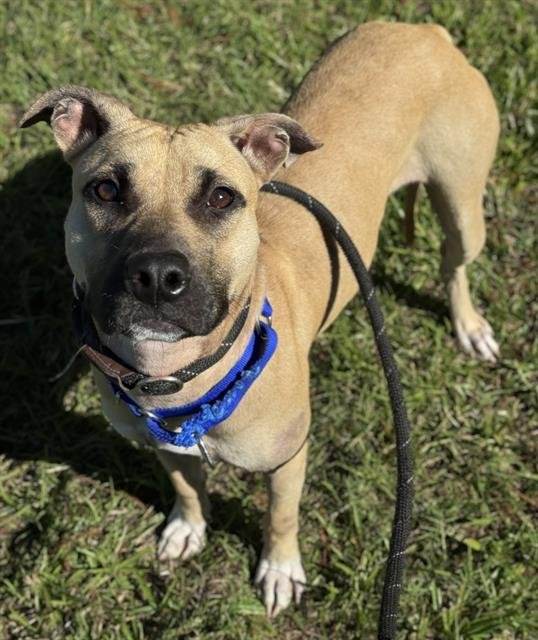 CINDY - American Staffordshire Terrier available for adoption