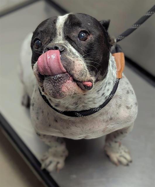 ROCKY - English Bulldog available for adoption