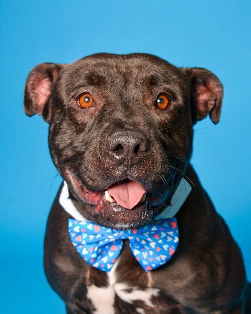 SMOKE - American Staffordshire Terrier available for adoption