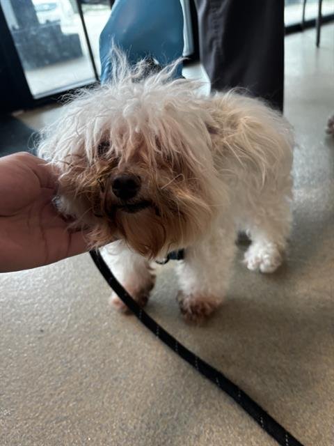 ANGEL - Maltese available for adoption