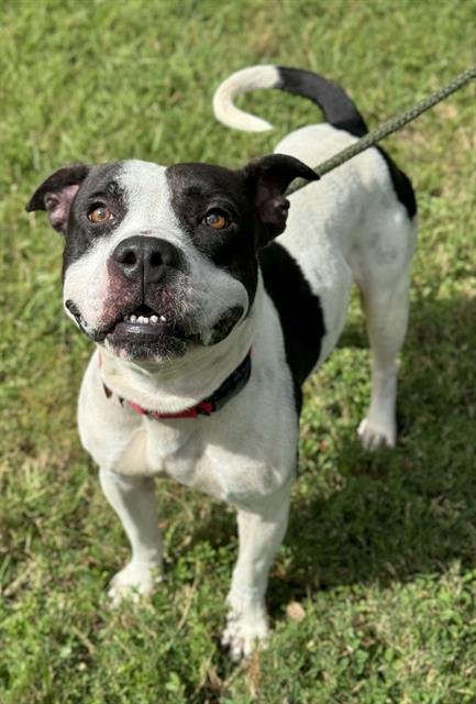 CEDRIC - American Staffordshire Terrier available for adoption