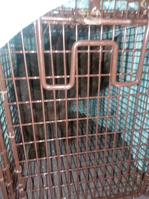 ALEX - Domestic Short Hair available for adoption