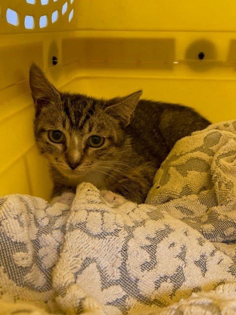 A2466051 - Domestic Short Hair available for adoption