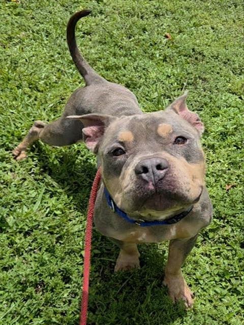 BROWDY - Staffordshire Bull Terrier available for adoption