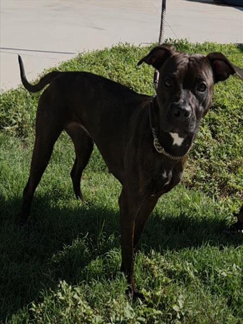 LEIA - American Staffordshire Terrier available for adoption