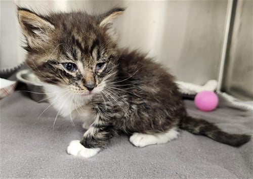 A2474664 - Domestic Medium Hair available for adoption