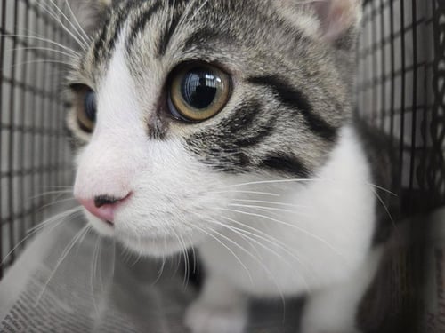 CALEB - Domestic Short Hair available for adoption