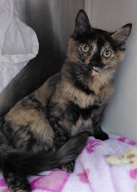 STEVIE - Domestic Short Hair available for adoption