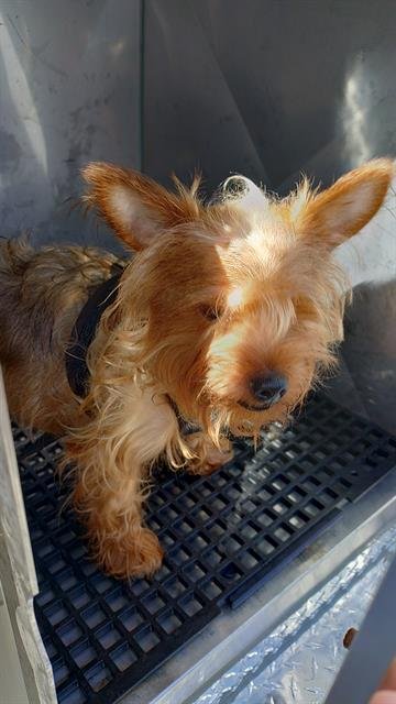 BENTLY - Yorkshire Terrier Yorkie available for adoption