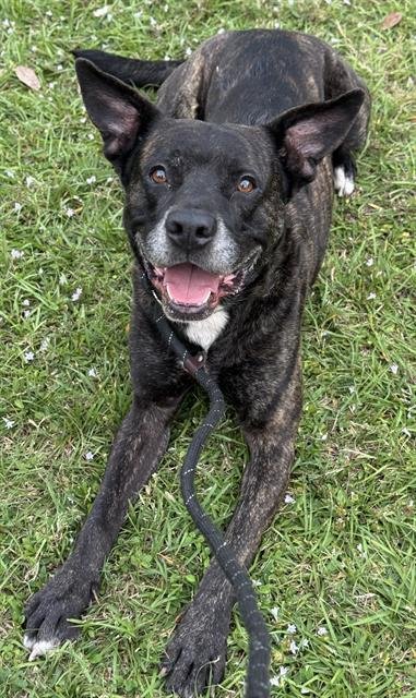 SCOUT - American Staffordshire Terrier available for adoption