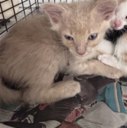 A2480393 - Domestic Short Hair available for adoption