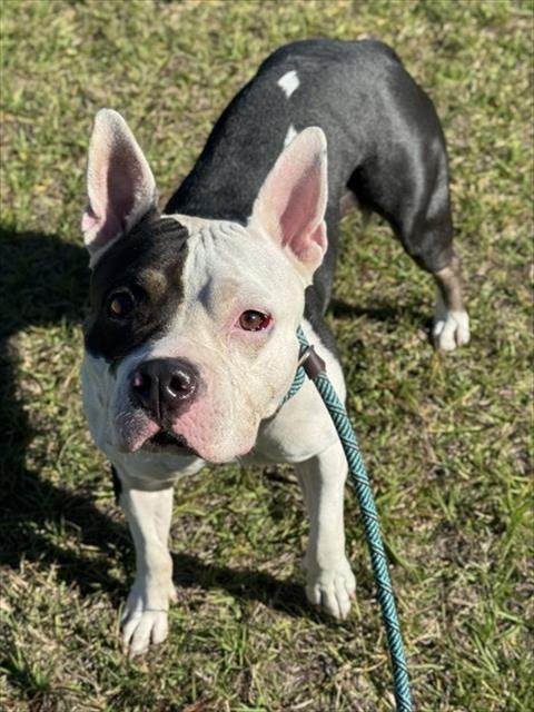 KELSEY - American Staffordshire Terrier available for adoption