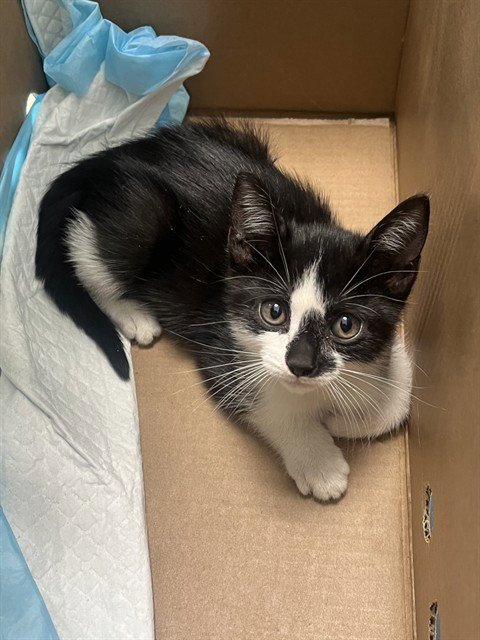 KITTY 4