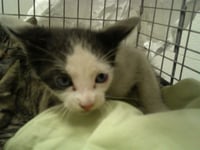 HENRI - Photo 1